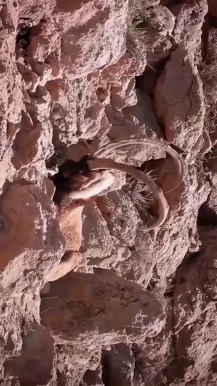 فیلم نبرد کل های باتجربه در ارتفاعات صخره ای