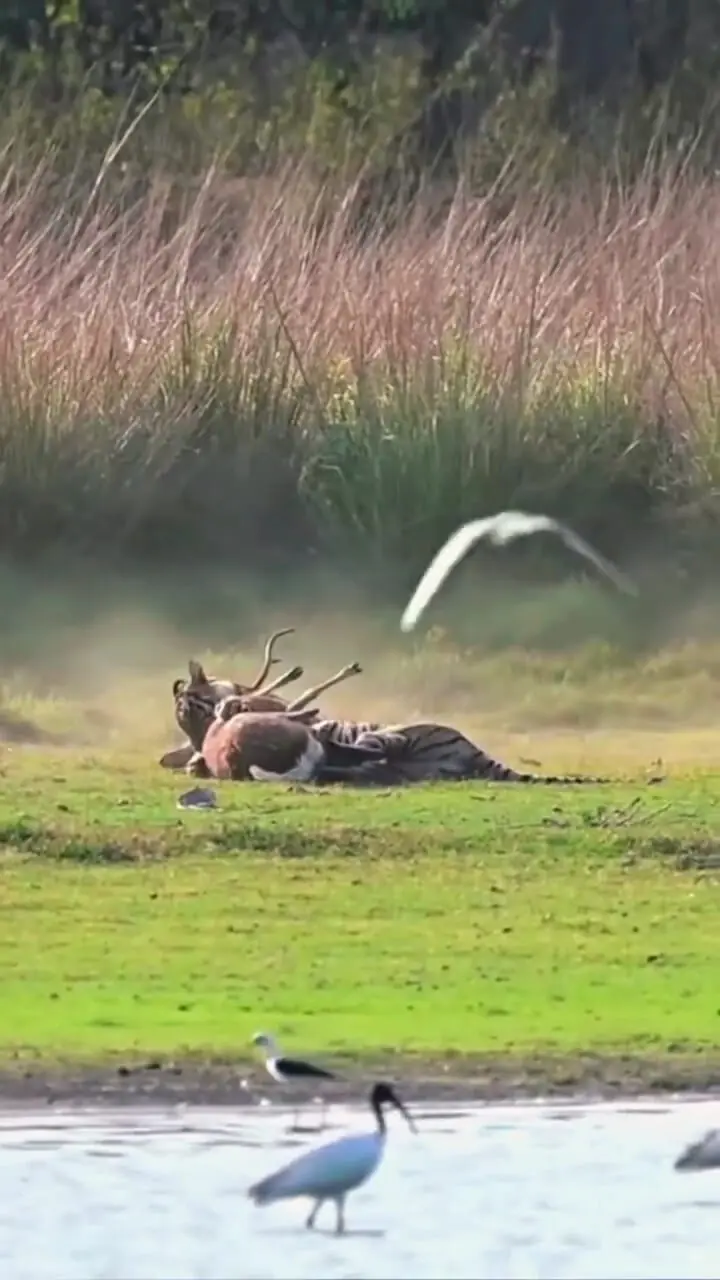 فیلم شکار دیدنی آهو نر توسط ببر قدرتمند