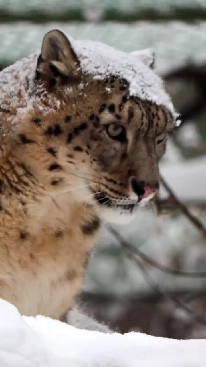 فیلم لحظه زیبای برخاستن پلنگ از زیر برف