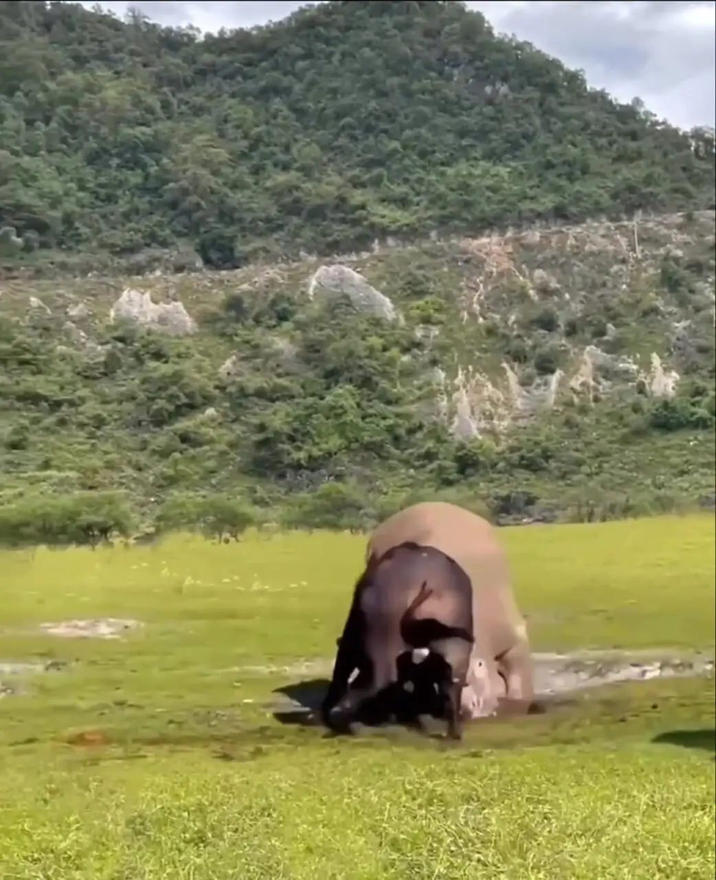 فیلم درگیری نفس‌گیر گاومیش با کرگدن