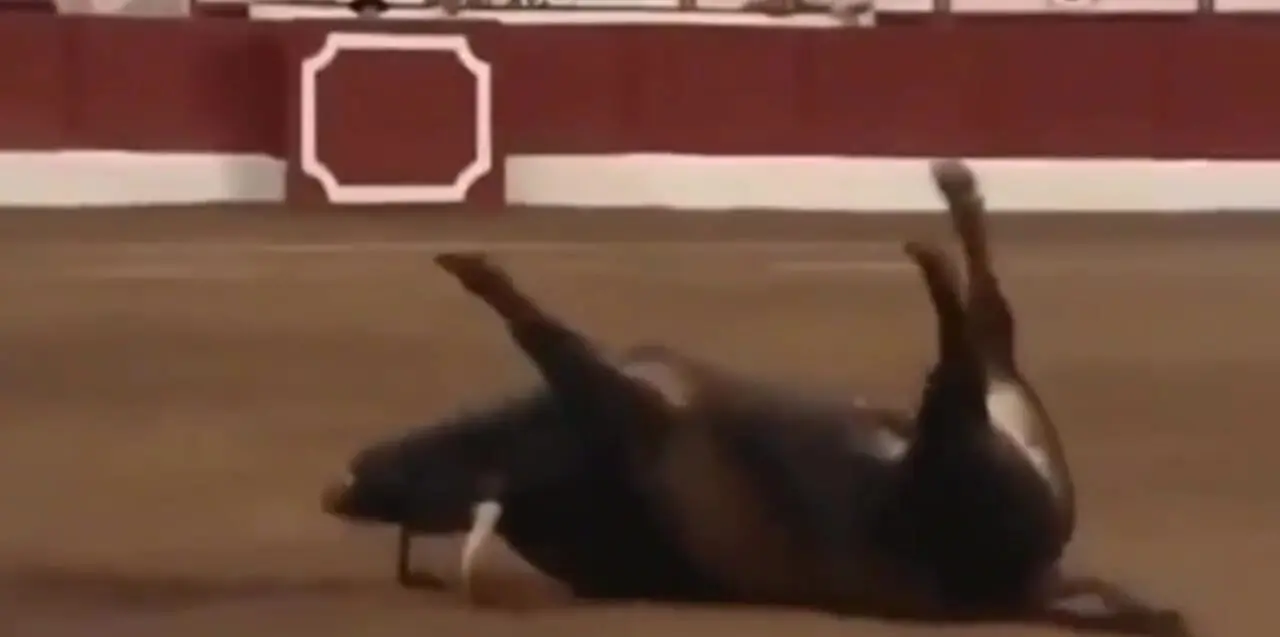 فیلم مرگ گاو در مسابقات گاوبازی