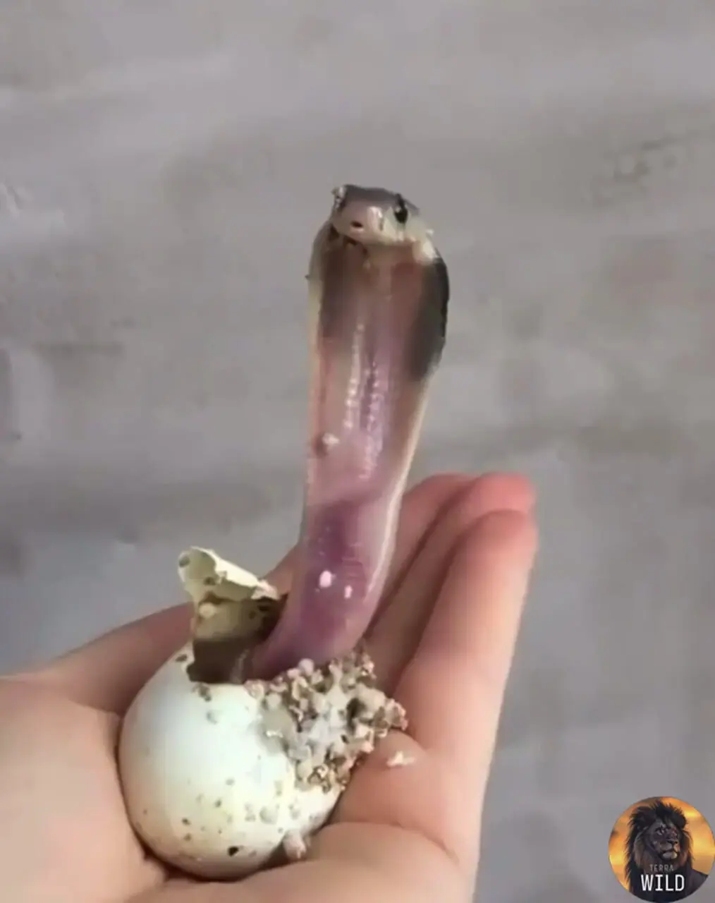 فیلم به دنیا آمدن مار کبرا از تخم در دست دختر جوان