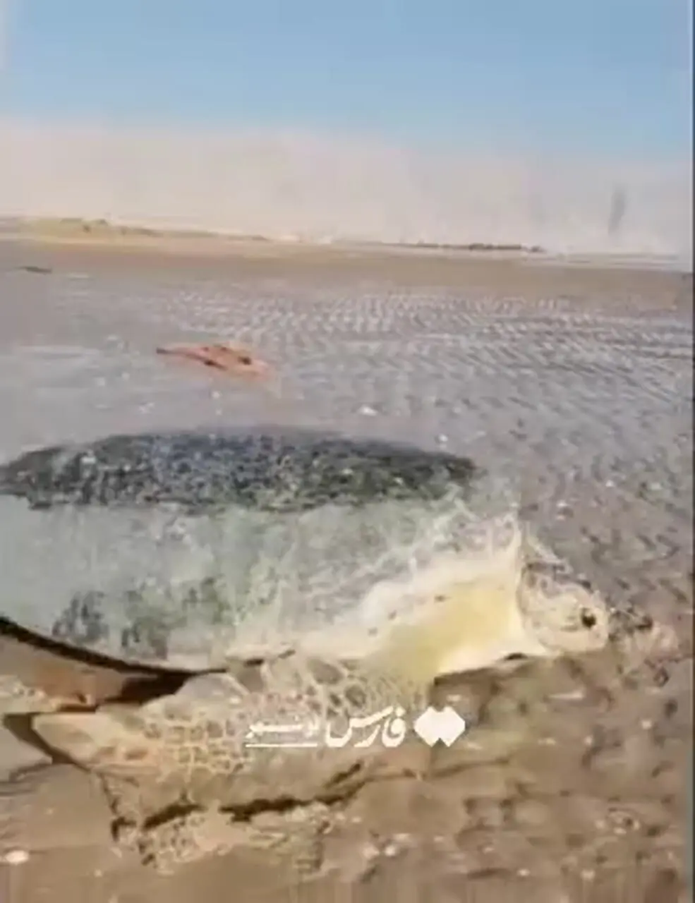 فیلم تلاش طبیعت‌دوستان برای نجات لاک پشت