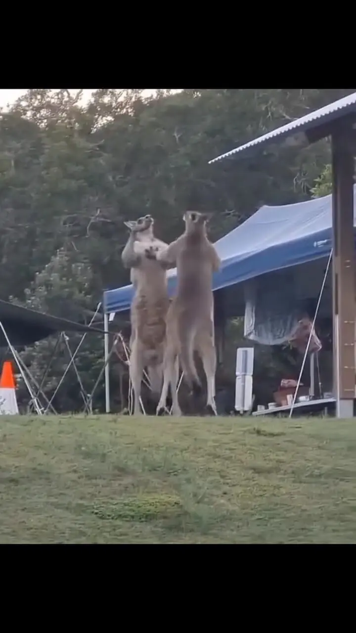 فیلم رقابت قدرتی کانگوروها