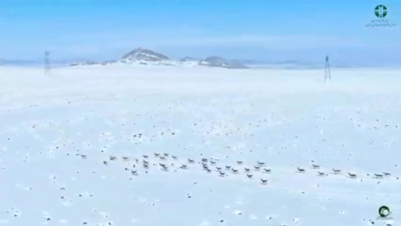 فیلم روز برفی آهوان در پارک ملی قمیشلو اصفهان