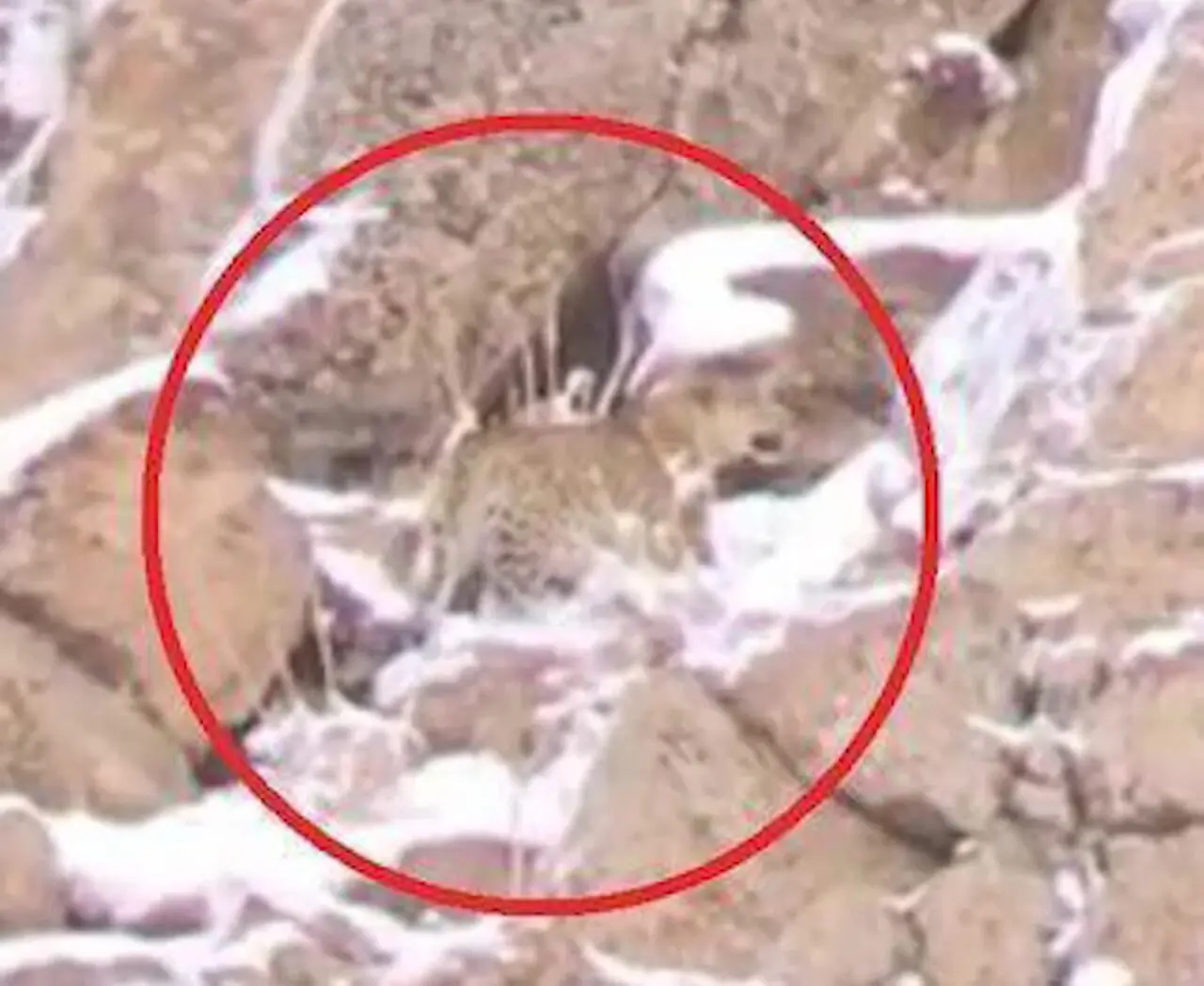 فیلم حضور پلنگ ایرانی در ارتفاعات پارک ملی لار