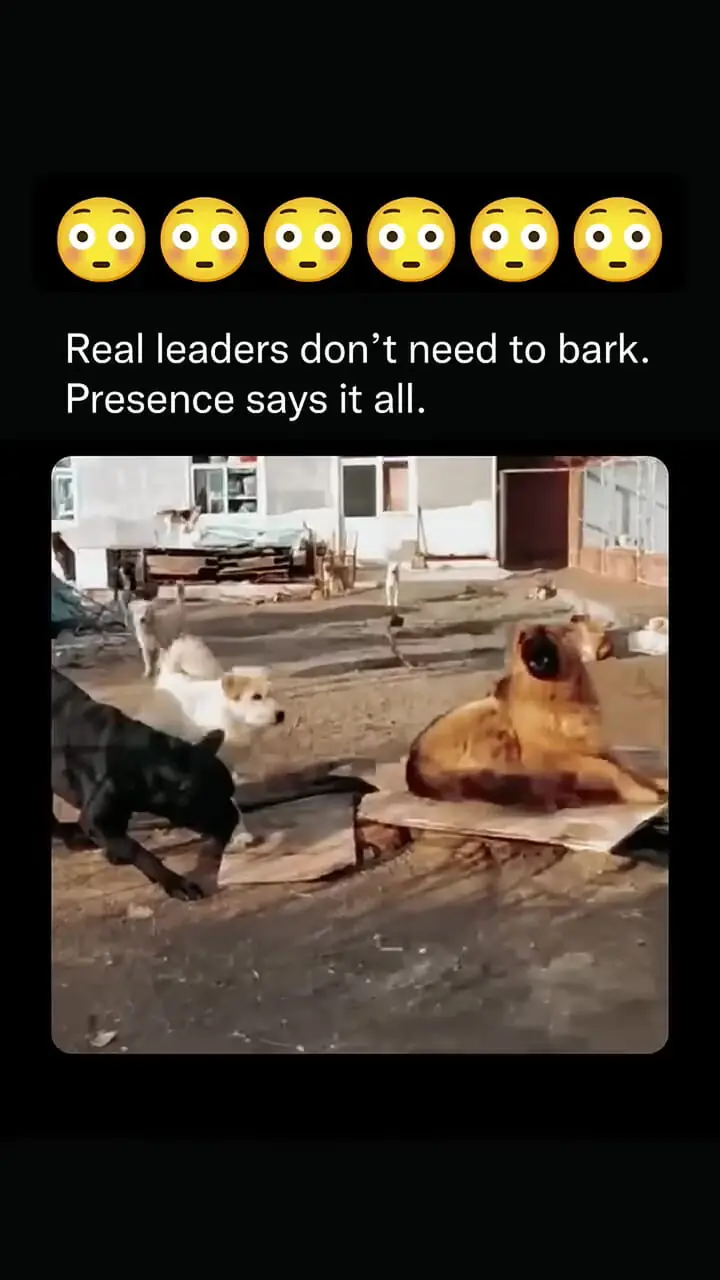 ترس گله سگ ها از سگ آلفا / ابهت و قدرت + فیلم