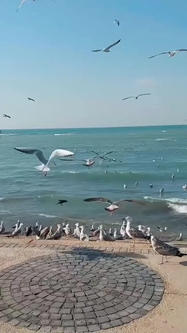 فیلم پرواز زیبای دسته‌ جمعی مرغ‌ های دریایی
