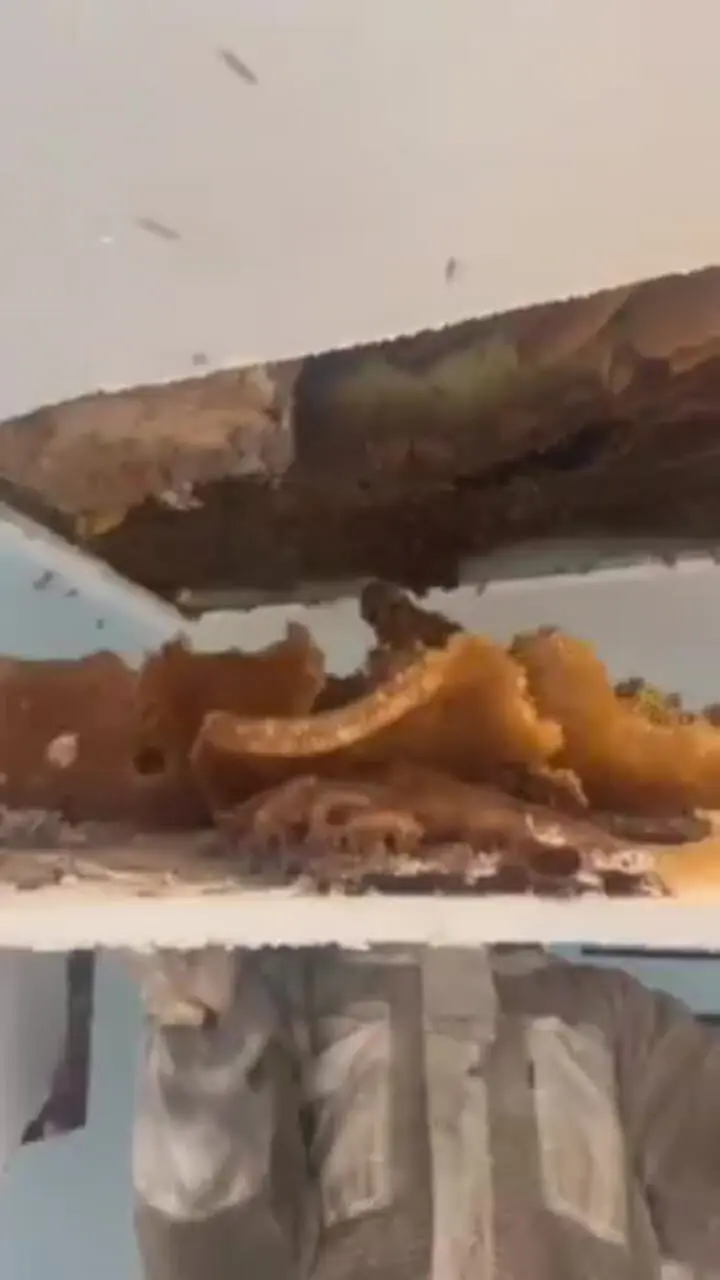 زنبورهای عسل سقف خانه‌ای را به کندوی بزرگ تبدیل کردند! + فیلم