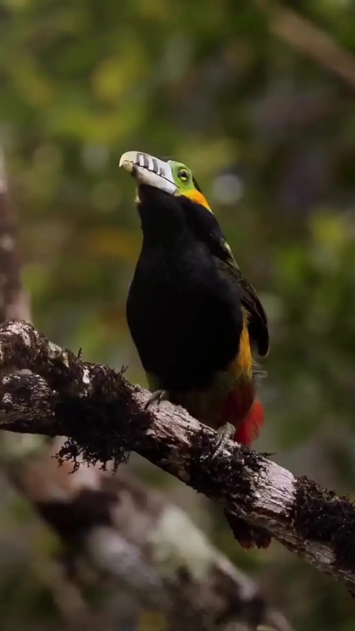 از نزدیک با سلنیدرای منقاردار؛ شگفتی طبیعت + فیلم