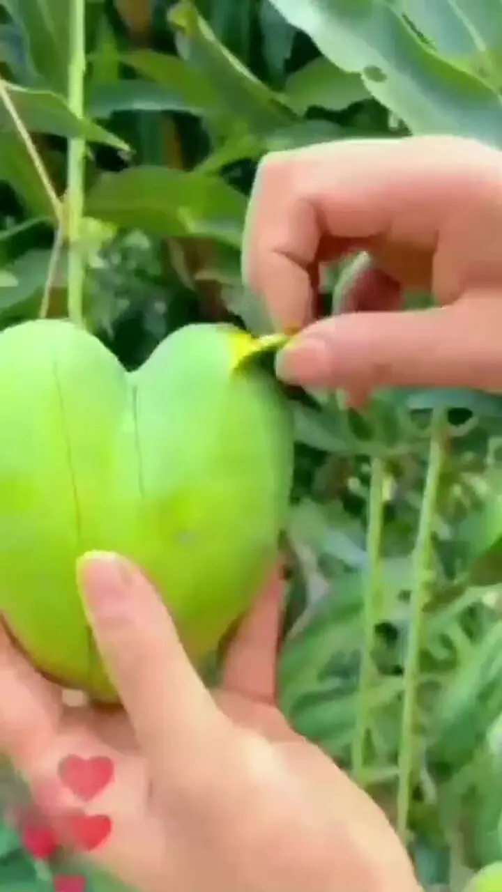 ظاهر عجیب انبه خبر ساز شد + فیلم