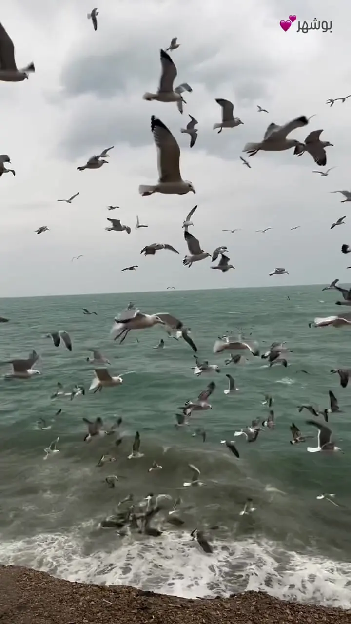 بوشهر؛ شهری با قلبی دریایی + فیلم