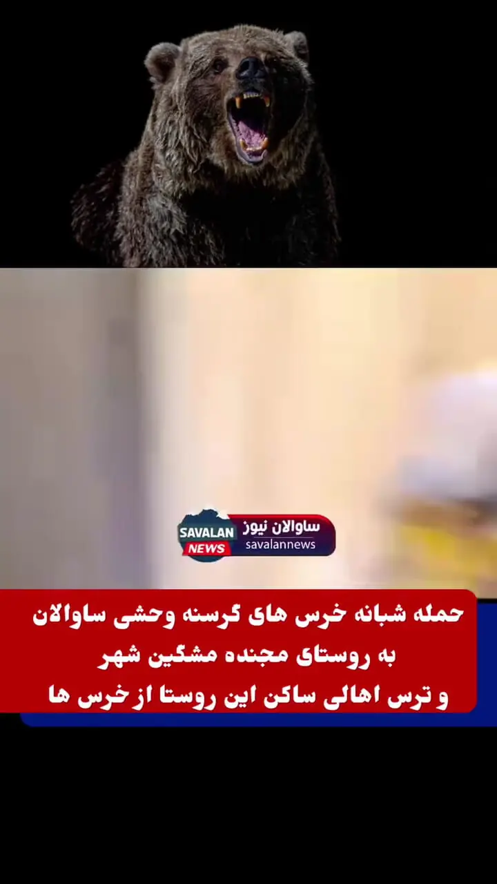فیلم حمله خرس‌های وحشی به منازل و مزارع در مجنده / ساکنان خواستار اقدام فوری محیط زیست شدند