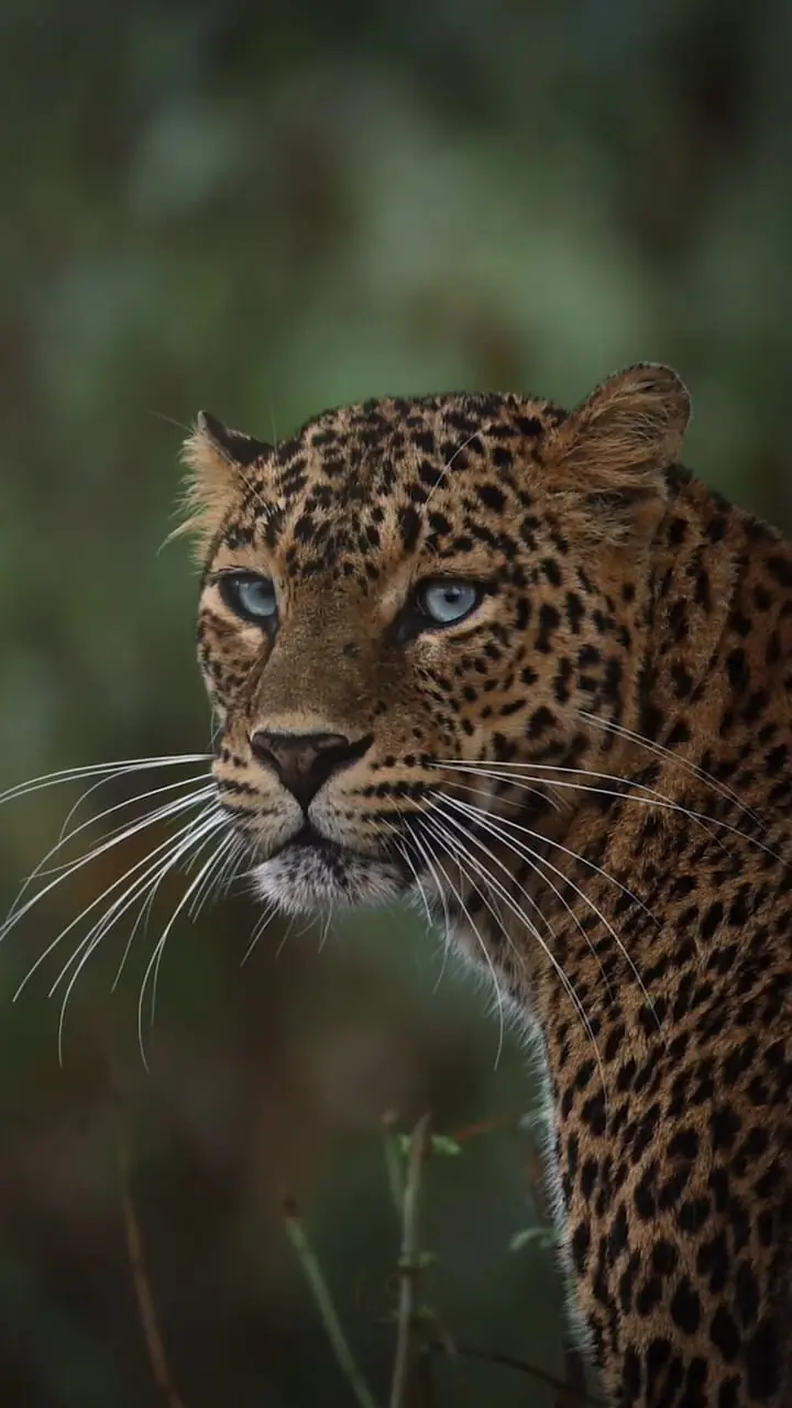 فیلم نگاه خیره کننده پلنگ به دوربین