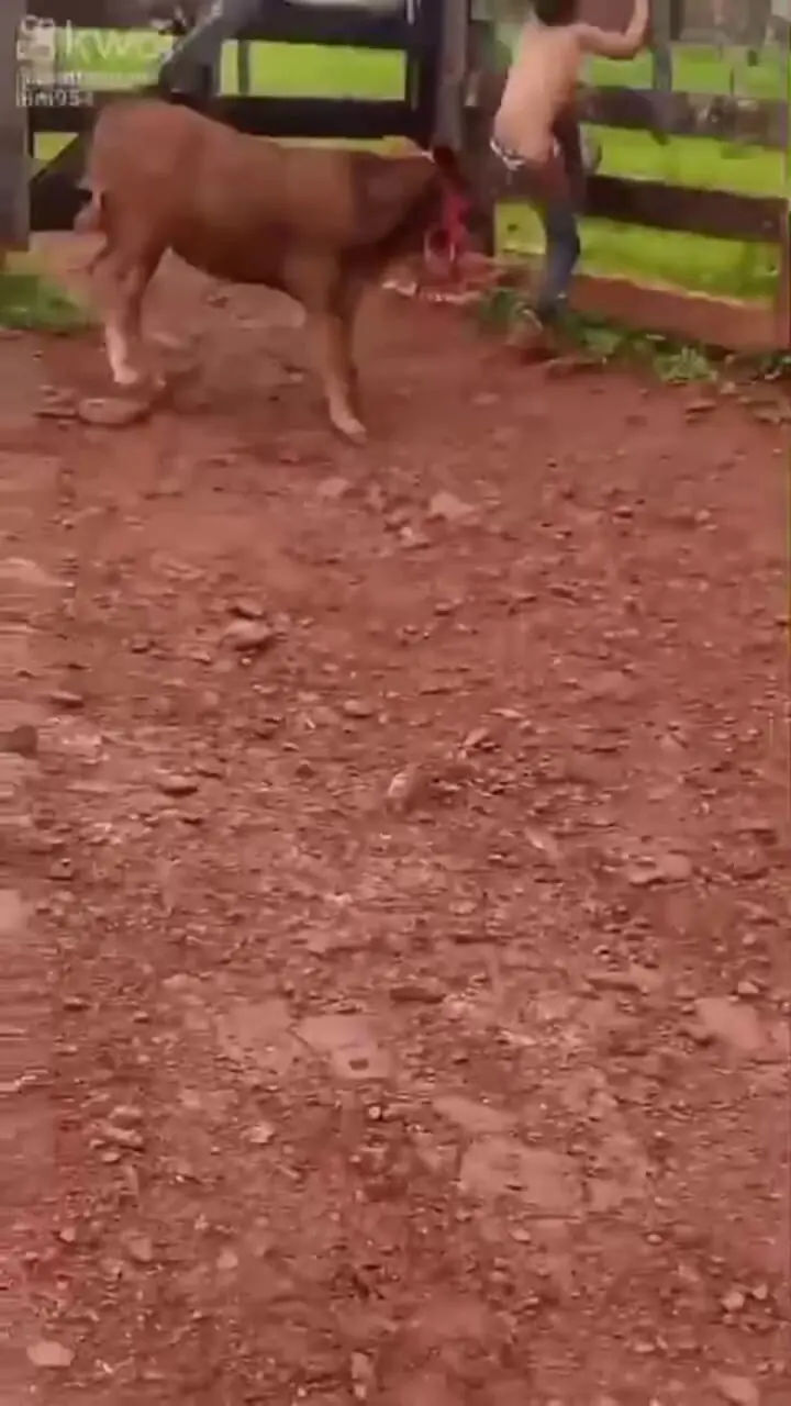 فیلم گاوبازی خطرناک پسربچه با گوساله