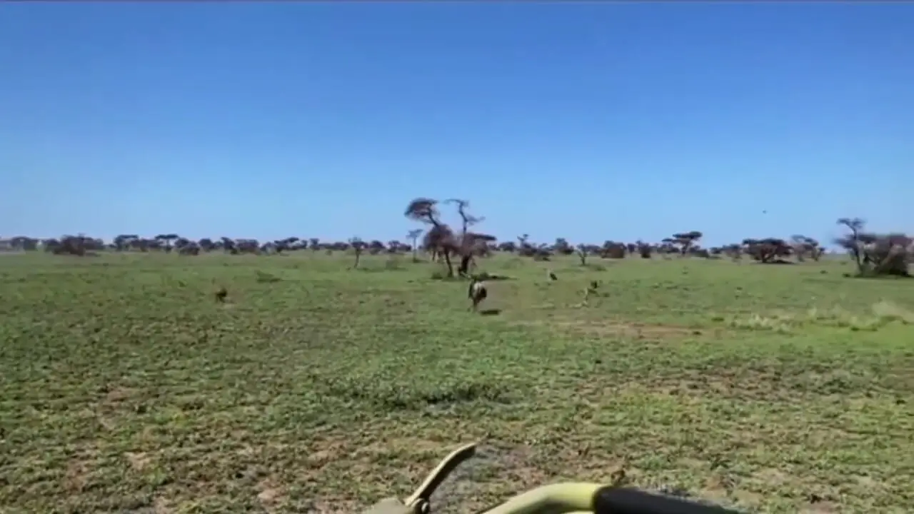 فیلم غریزه مادری گوزن در برابر شیر شکارچی