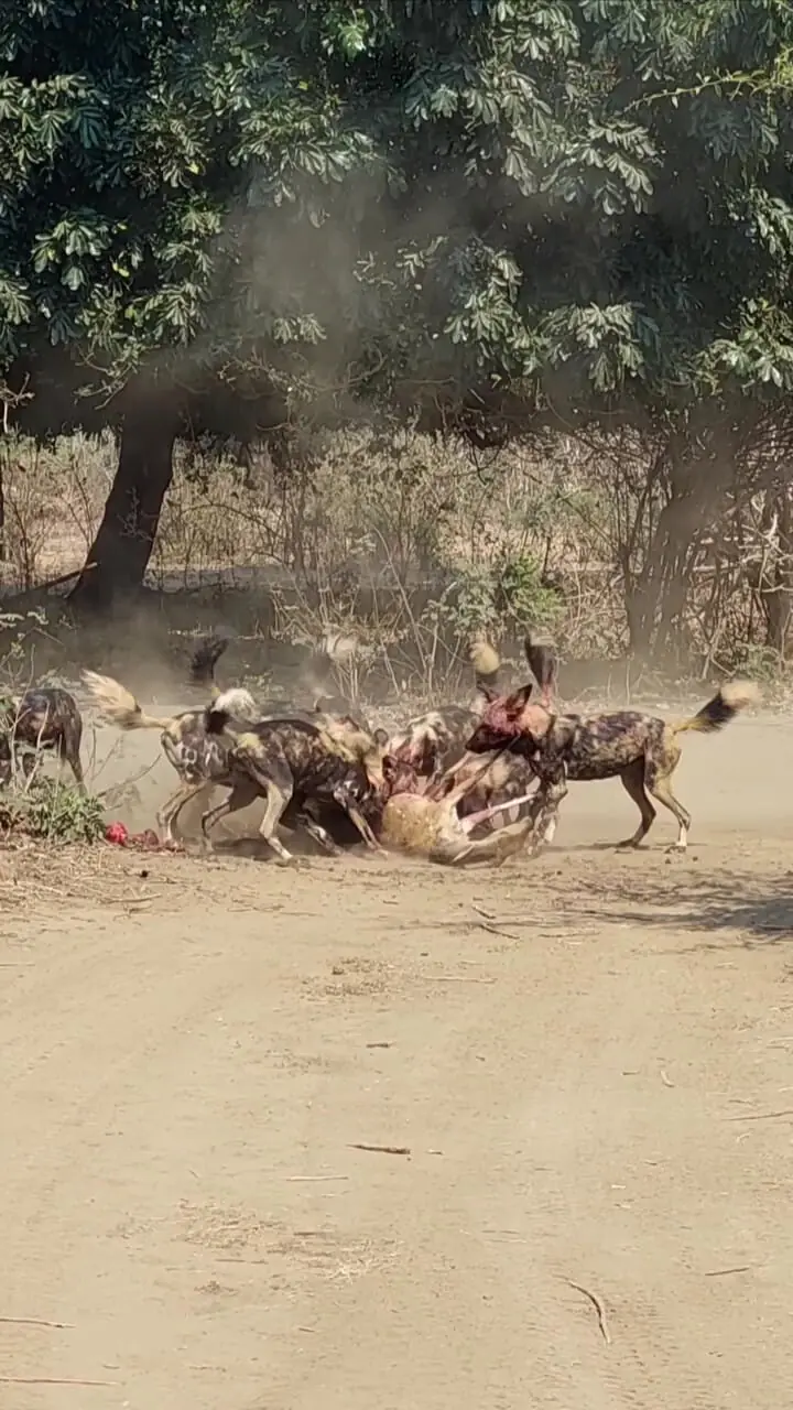 فیلم شکار بی رحمانه غزال به دست سگهای وحشی