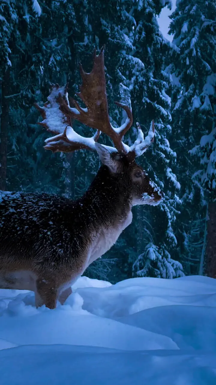 فیلم جلوه خاص گوزن در برف سفید