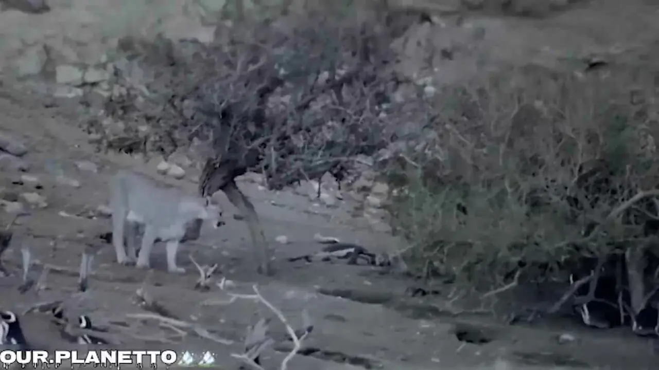 فیلم شکار پنگوئن توسط پوما