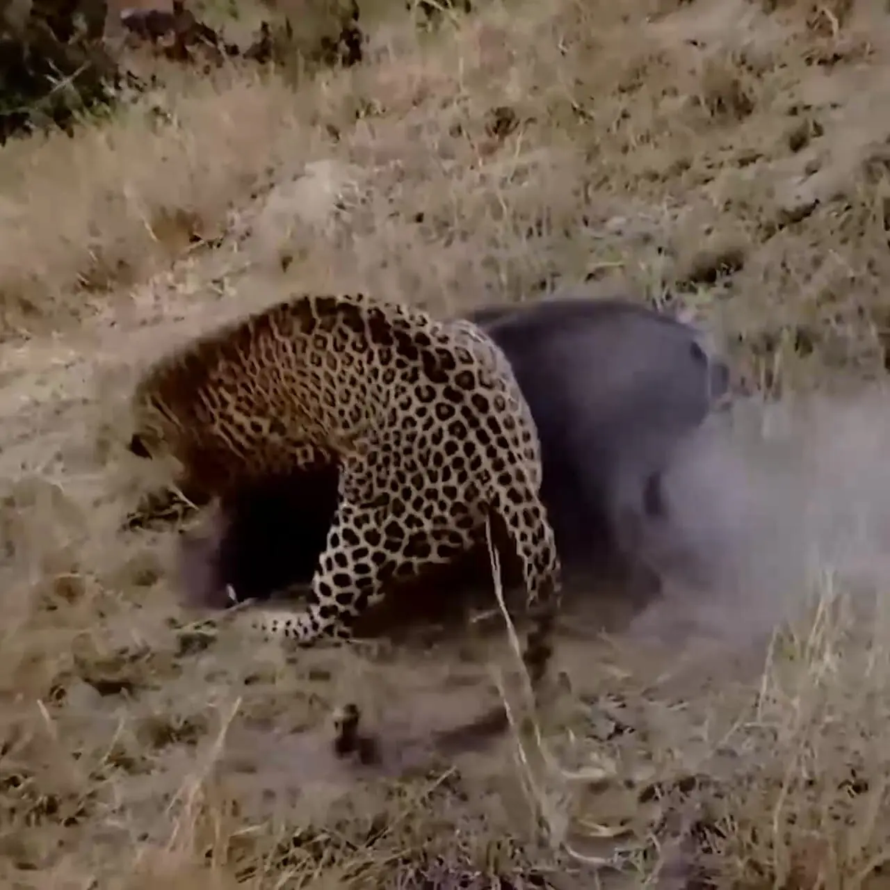 فیلم شکار گراز توسط پلنگ