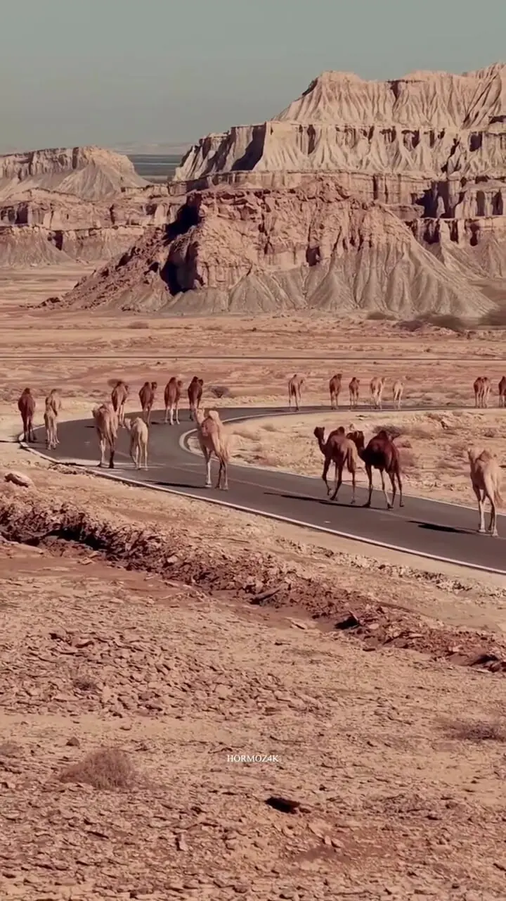 فیلم قدم زدن شترها در جاده قشم هرمزگان