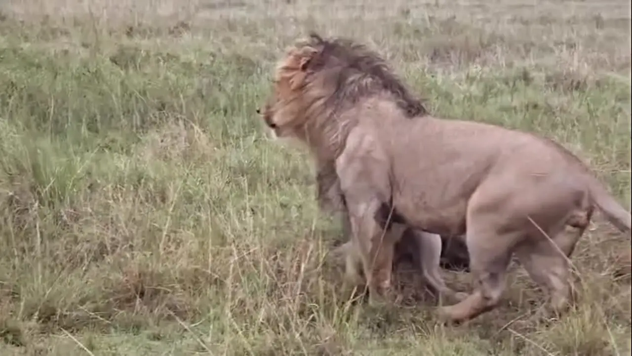 فیلم گرفتار شدن کفتار در چنگال دو شیر نر