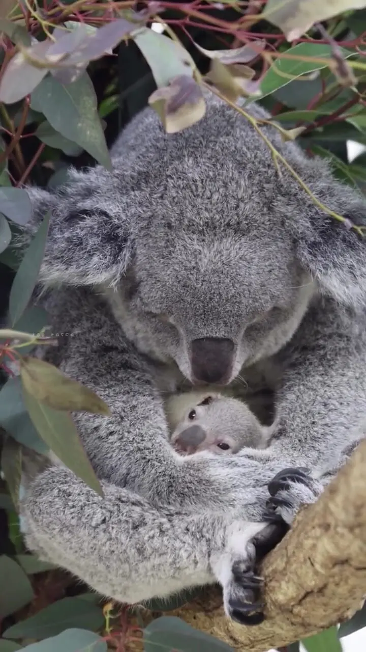 فیلم صحنه بامزه کوآلا مادر و فرزند