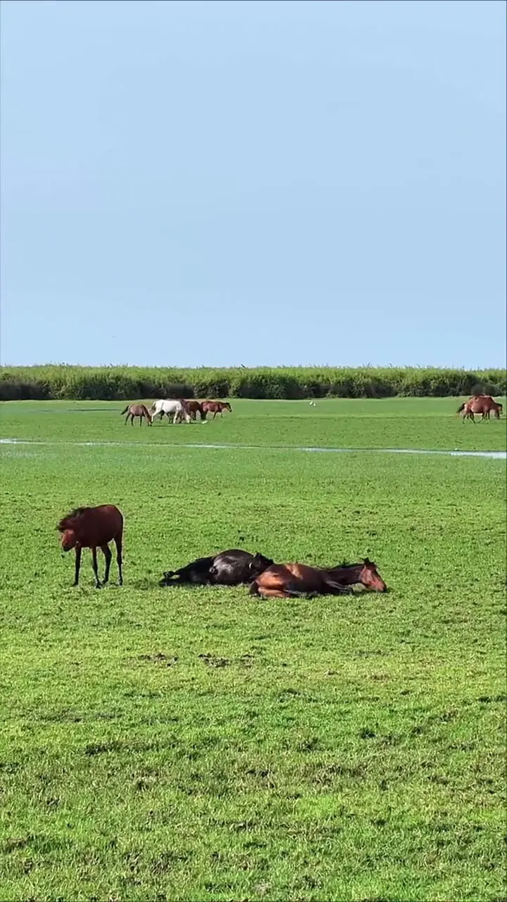 بوجاق کیاشهر؛ بهشت پرندگان مهاجر در شمال ایران + فیلم