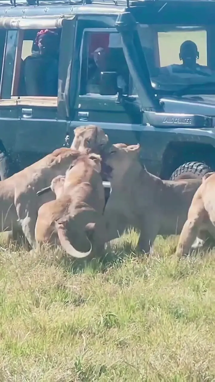 فیلم تکه تکه شدن گراز در حمله شیرها