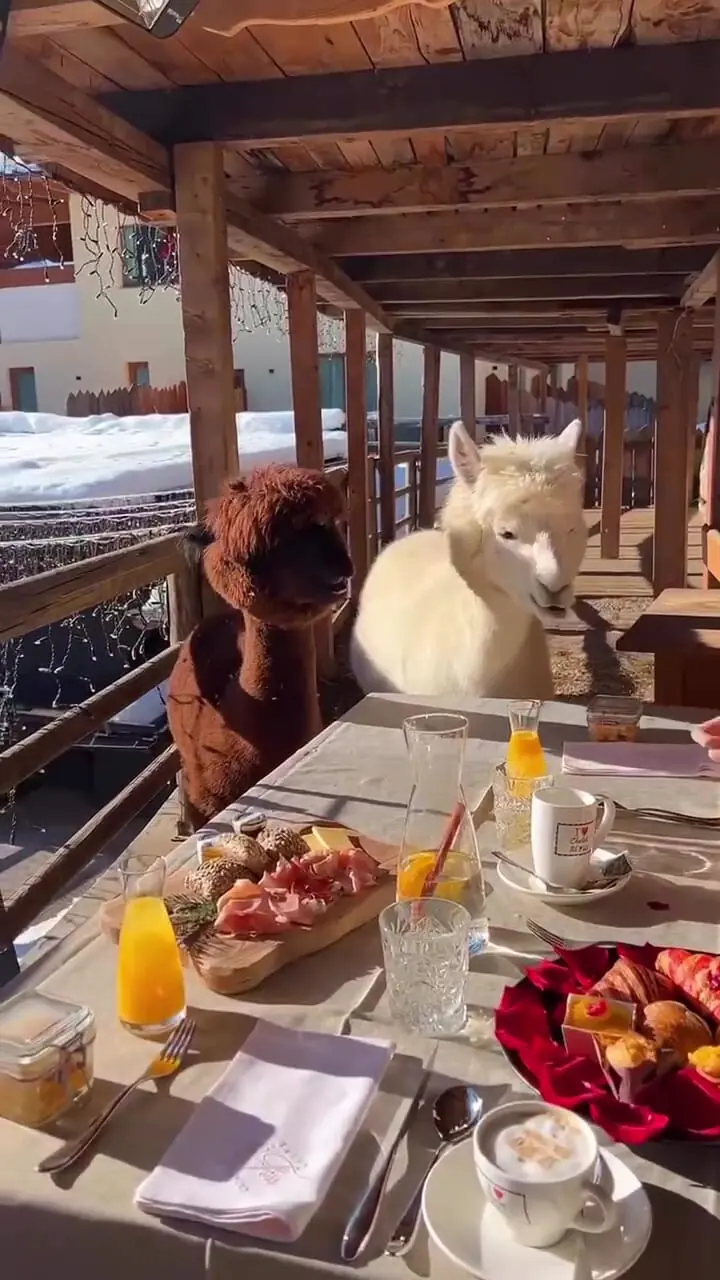 فیلم همسفره شدن دو لاما با دختر جوان