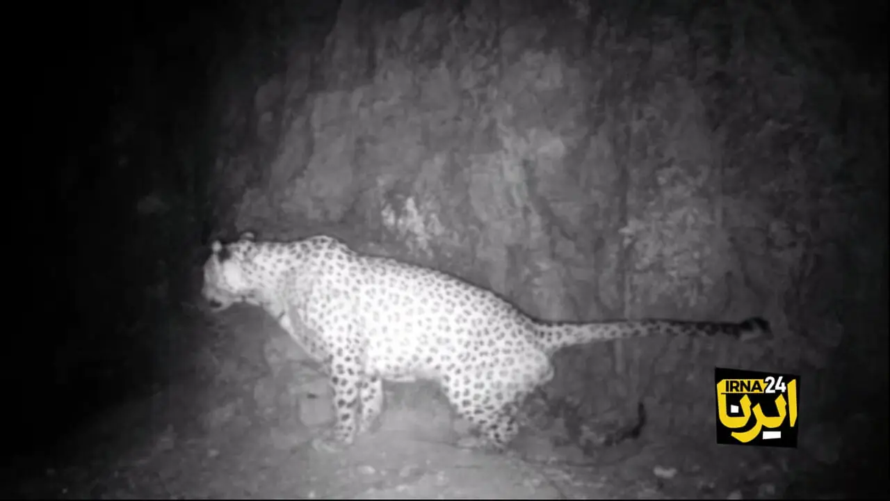 فیلم 2 پلنگ ایرانی در دهلران / رخ نمایی نماد جذبه