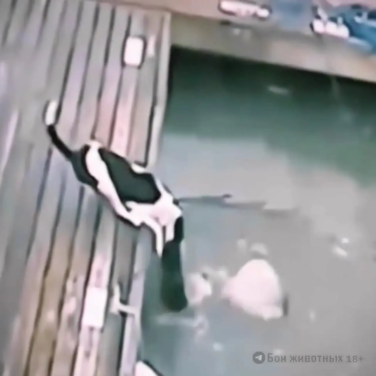 فیلم شکار سگ توسط تمساح