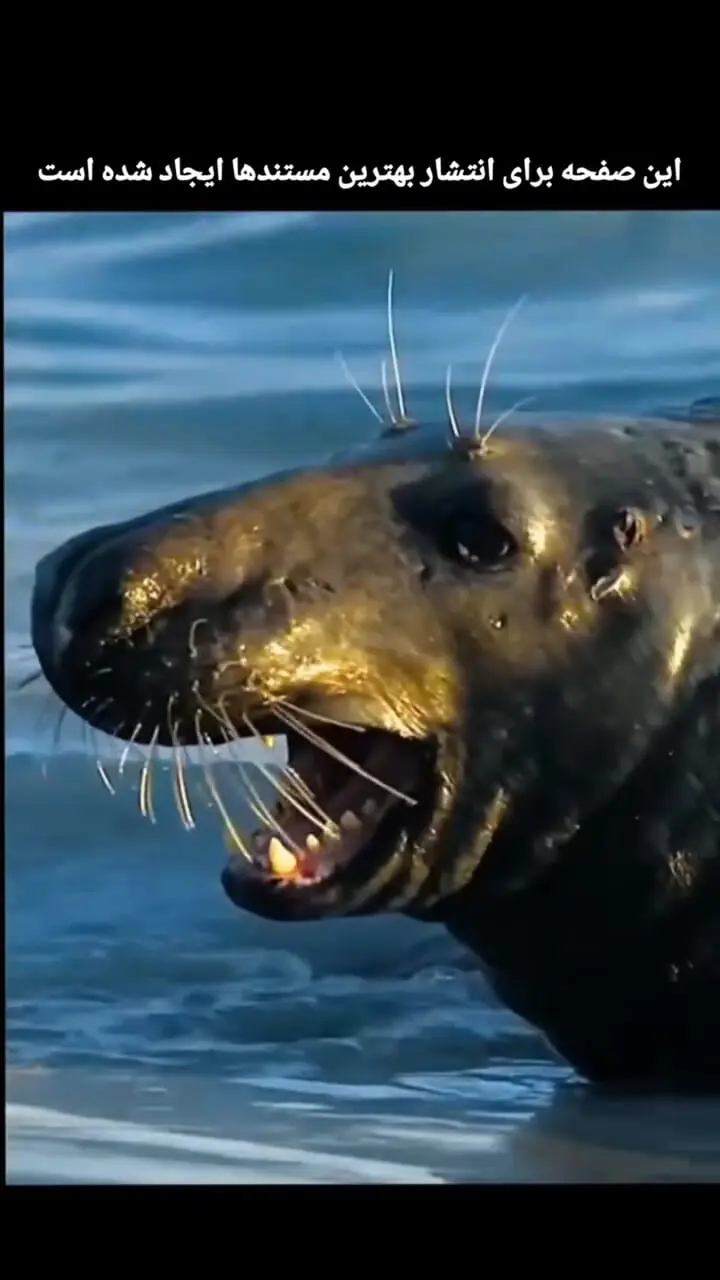 فیلم طبیعت وحشی و نمایش قدرت فک‌ها