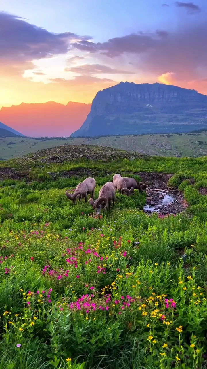 فیلم زیبایی قوچ‌ها در کوهستان سرسبز