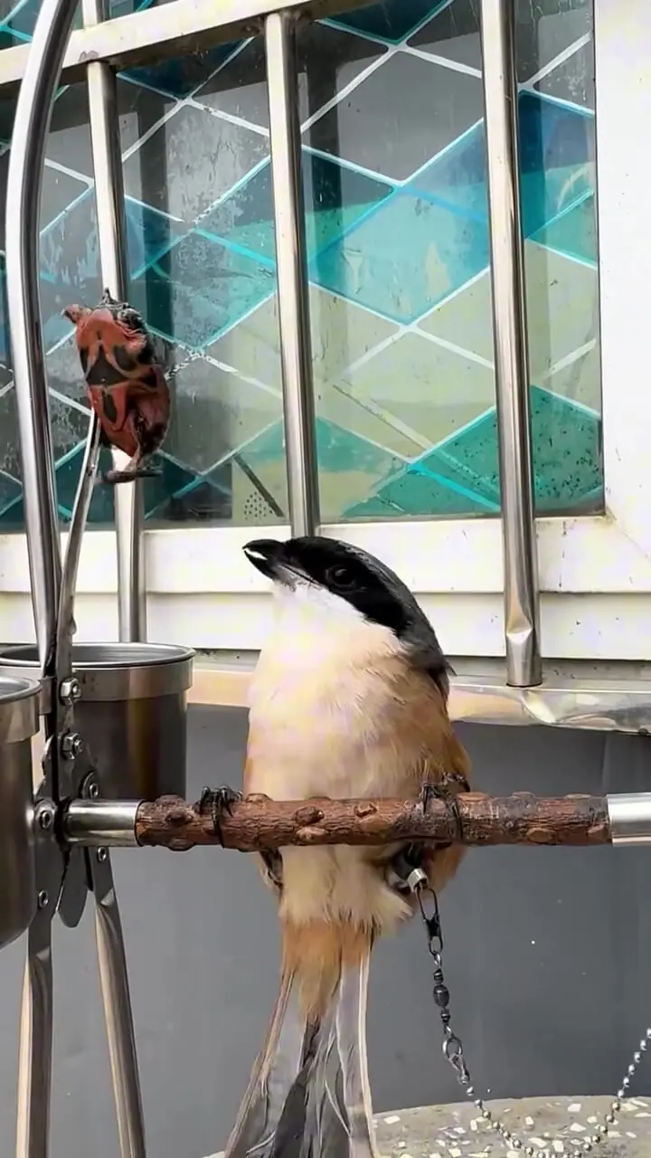 فیلم شکار لاکپشت توسط پرنده چشم تورانی