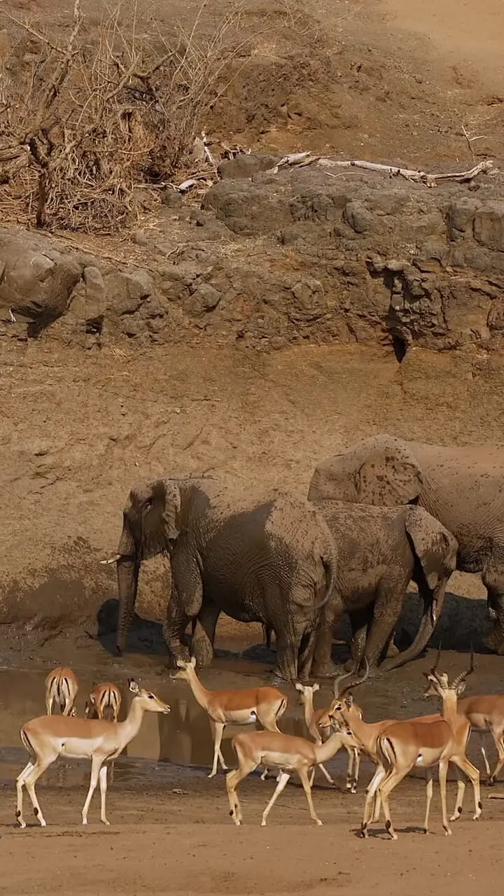 فیلم آرامش حیات وحش کنار برکه