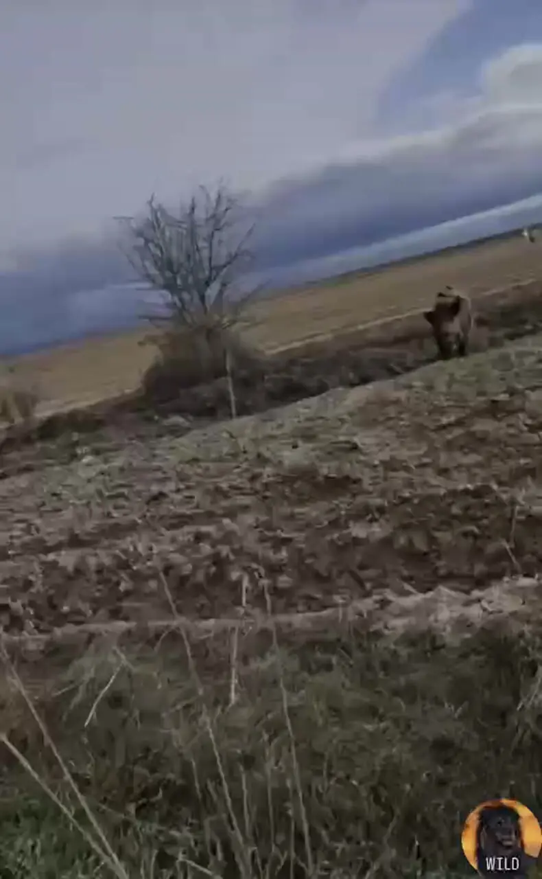 فیلم حمله گراز وحشی به شکارچی