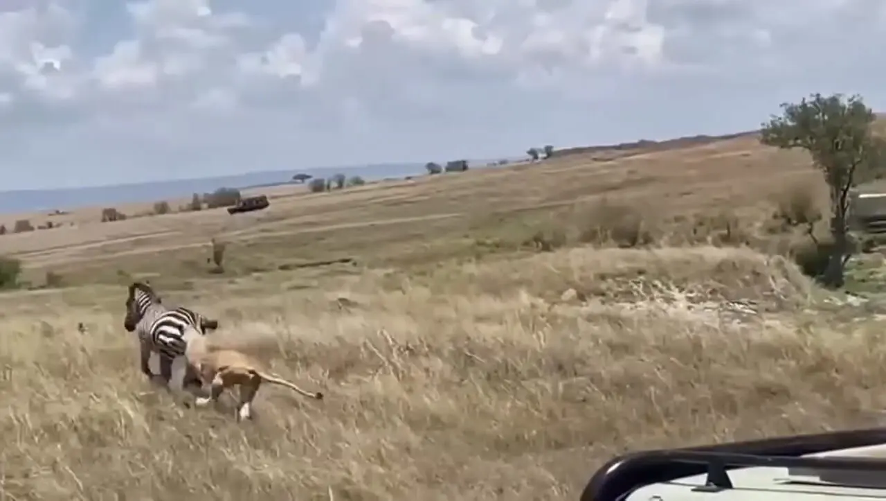 فیلم تعقیب و گریز گورخر و شیرها