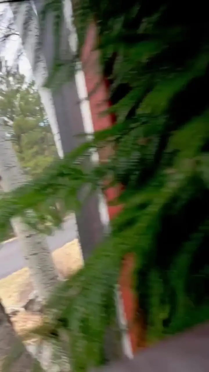 فیلم شکار سنجاب توسط گربه دم کوتاه