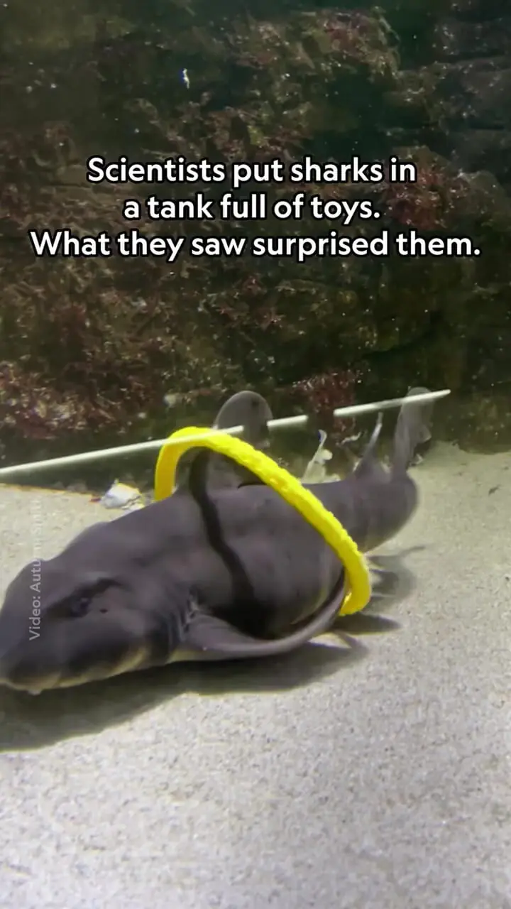 فیلم کشف هوش و بازی کوسه‌ها و سفره ماهی ها