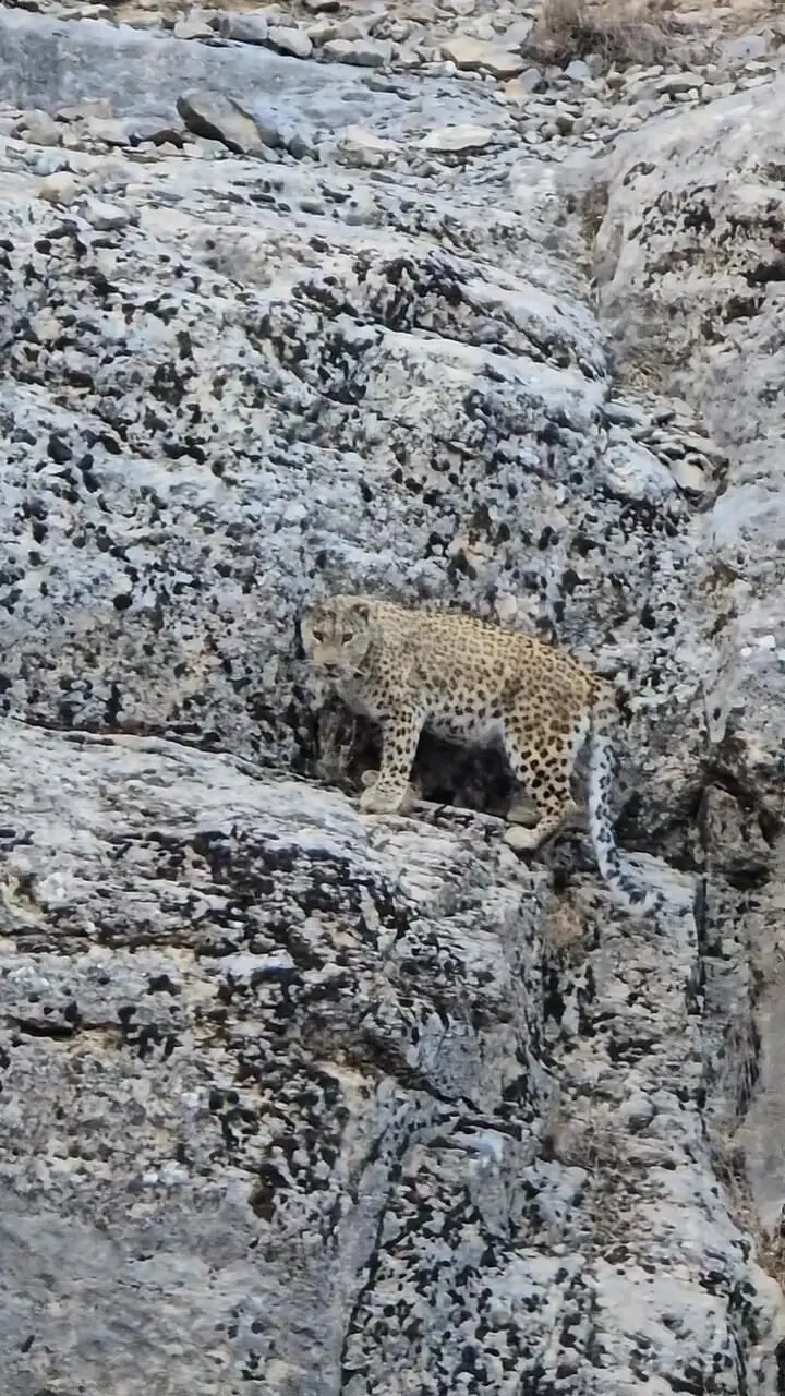 چشم در چشم شدن پلنگ نادر ایرانی با دوربین فیلمبردار در ایران + فیلم