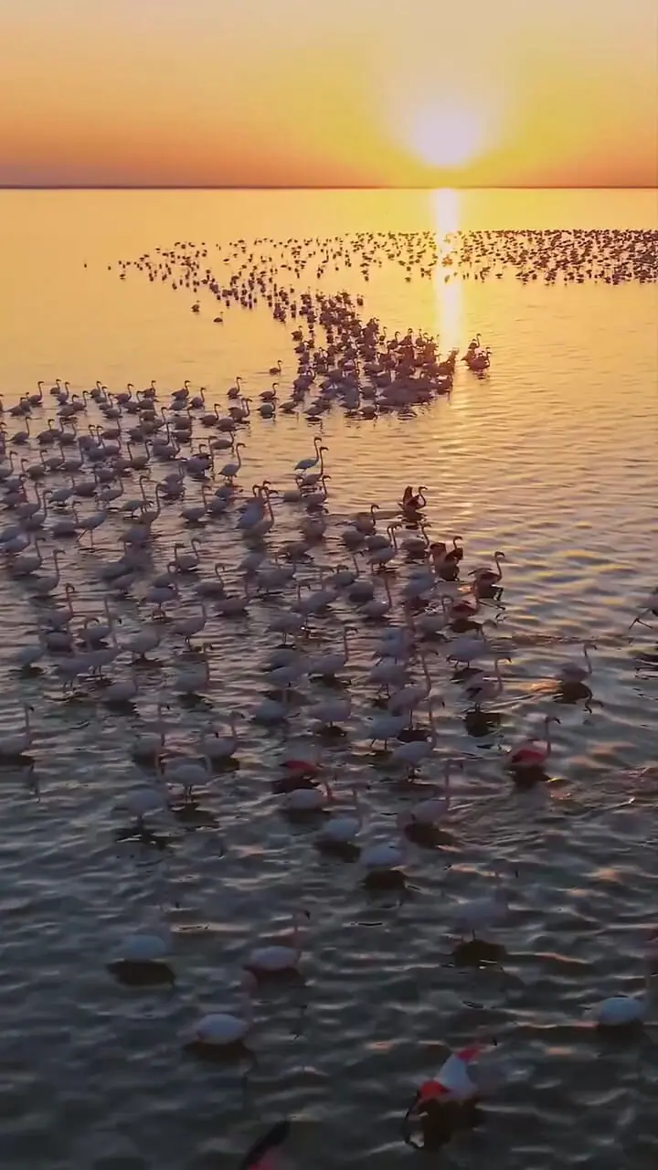 استراحت فلامینگوها در تالاب میانکاله + فیلم