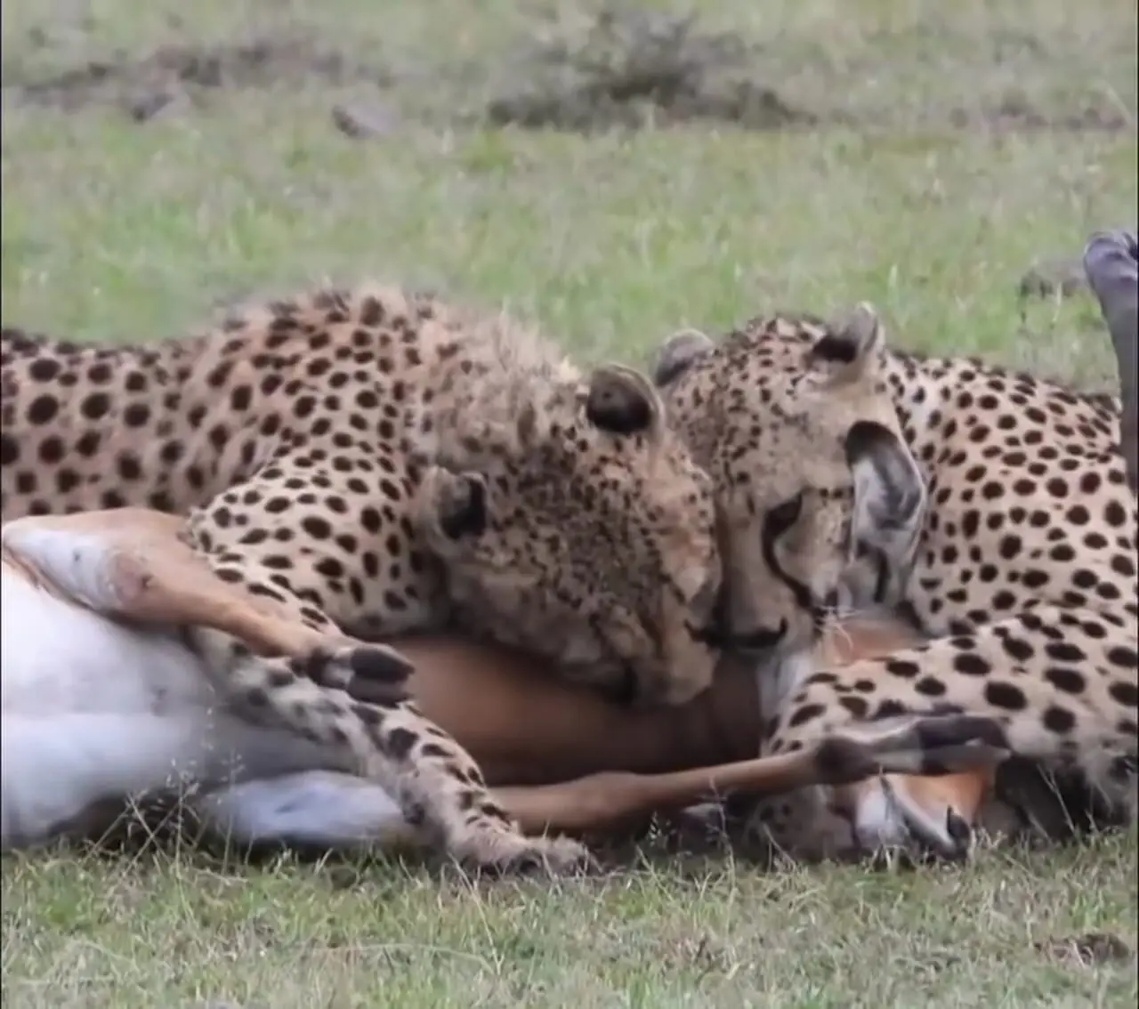 فیلم چهار یوزپلنگ در حال خفه کردن غزال