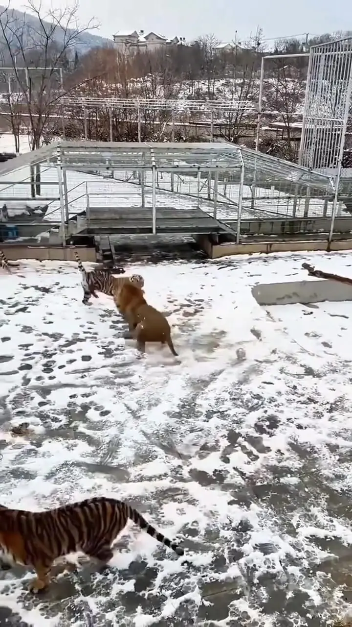 فیلم تفاوت ذهنیت شیر و ببر