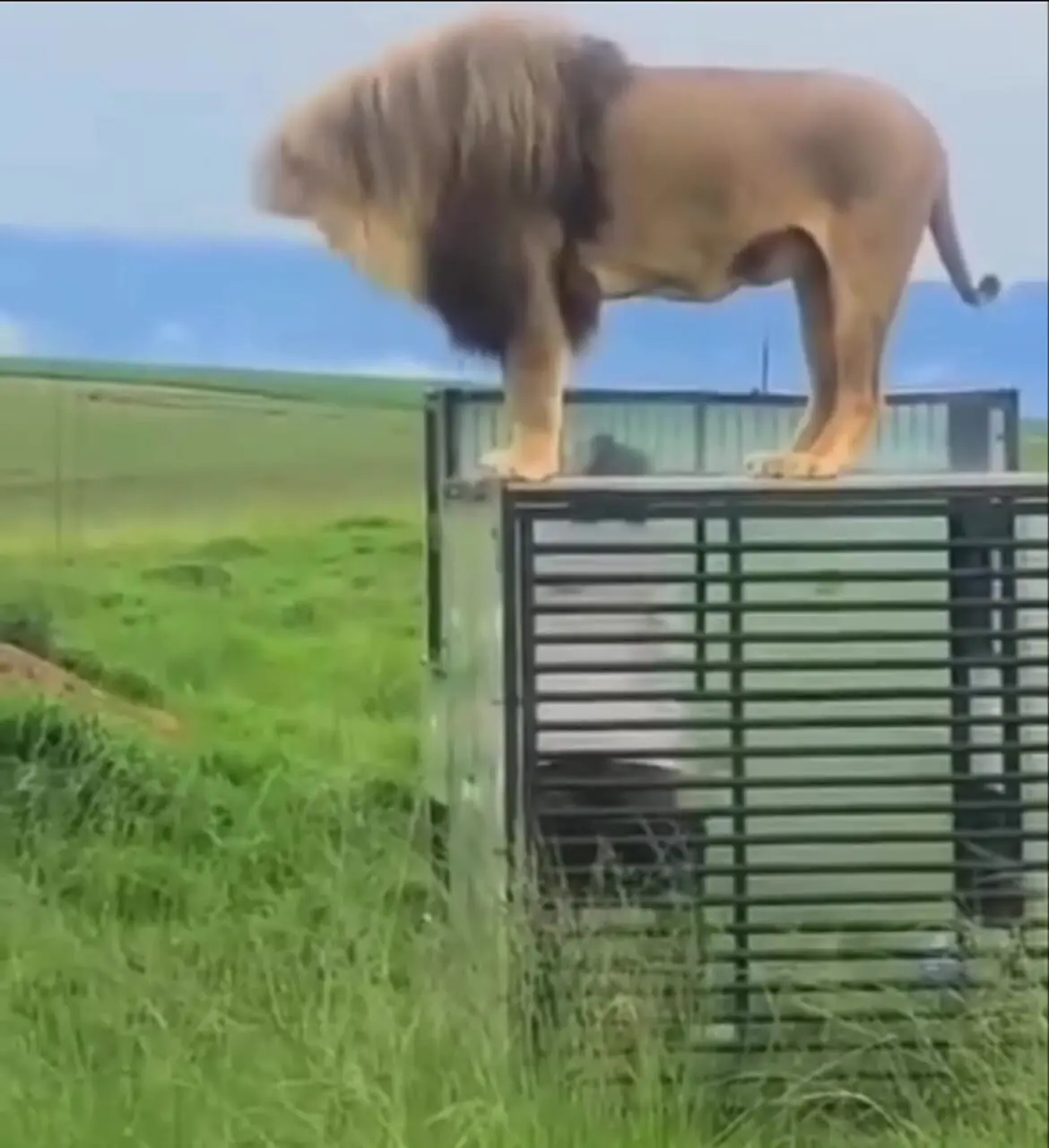 فیلم لحظه هیجان‌انگیز مواجهه انسان با شیر نر