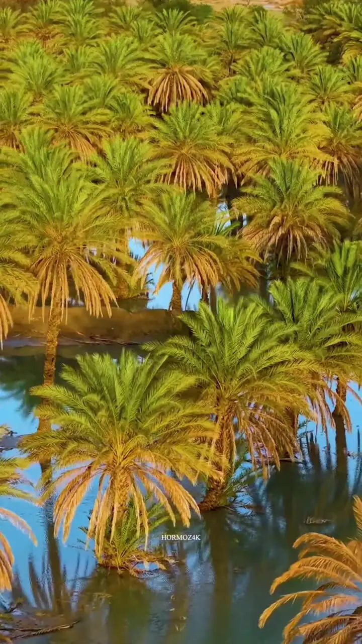 فیلم نخلستان‌های هرمزگان از نمای هوایی