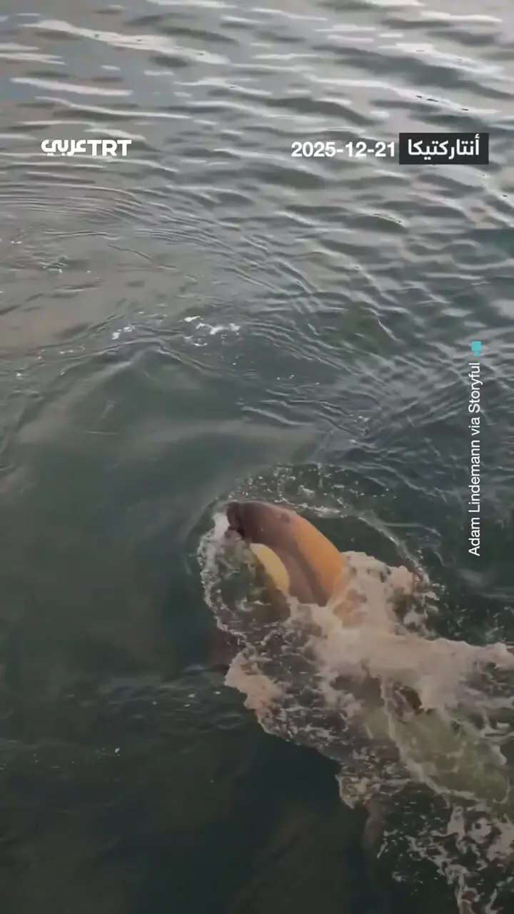 فیلم تعقیب هولناک پنگوئن توسط نهنگ های قاتل