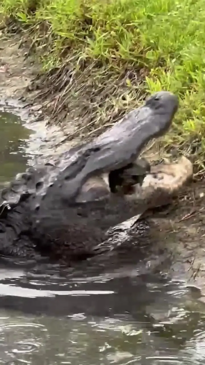 فیلم شکار خشن لاک پشت توسط تمساح