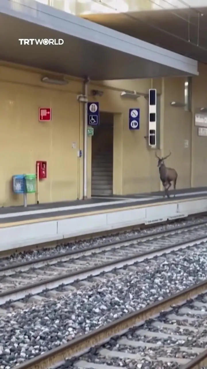 فیلم گوزن وحشت زده در ایستگاه قطار ایتالیا