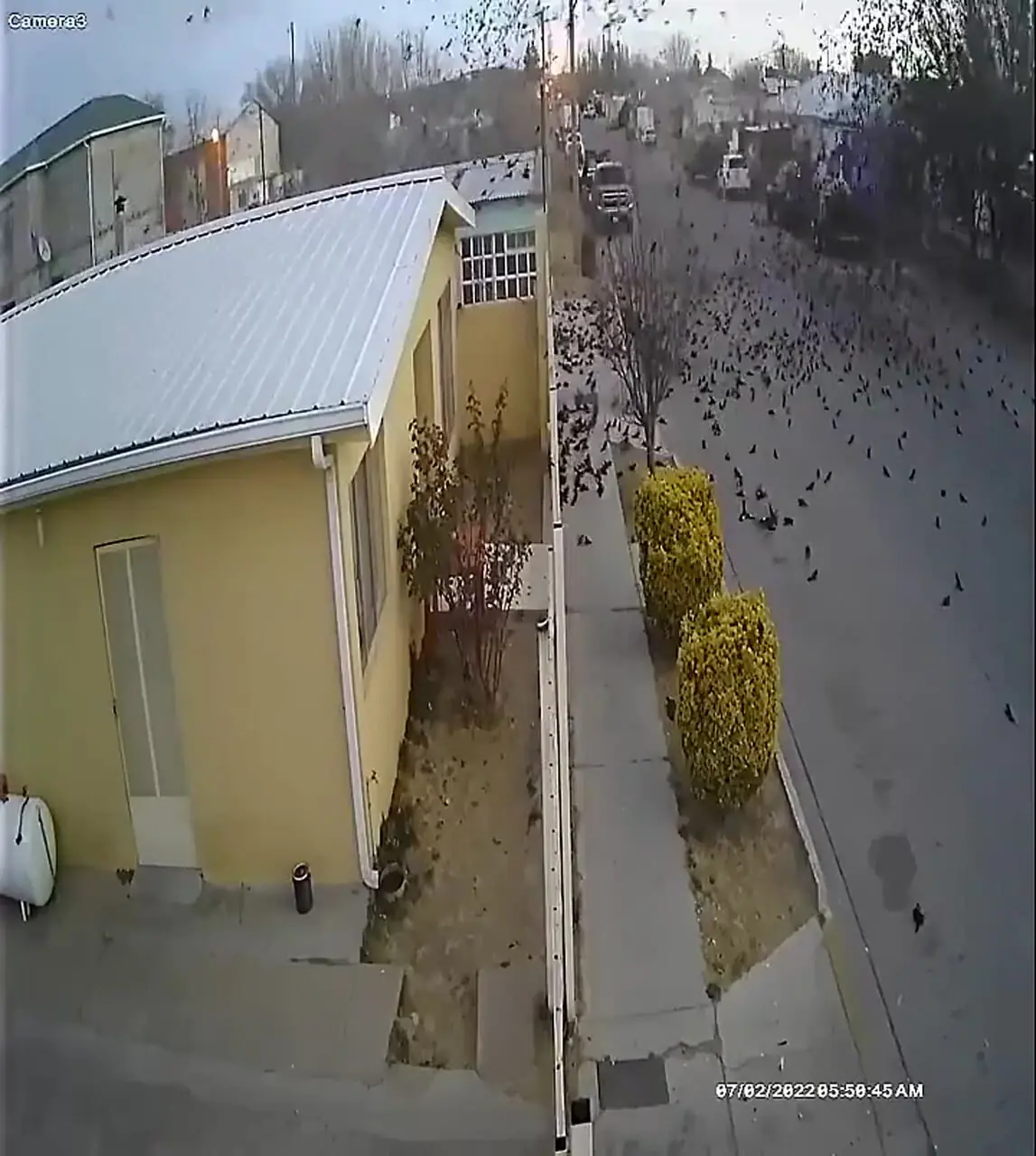 فیلم سقوط دسته پرندگان در حین مهاجرت